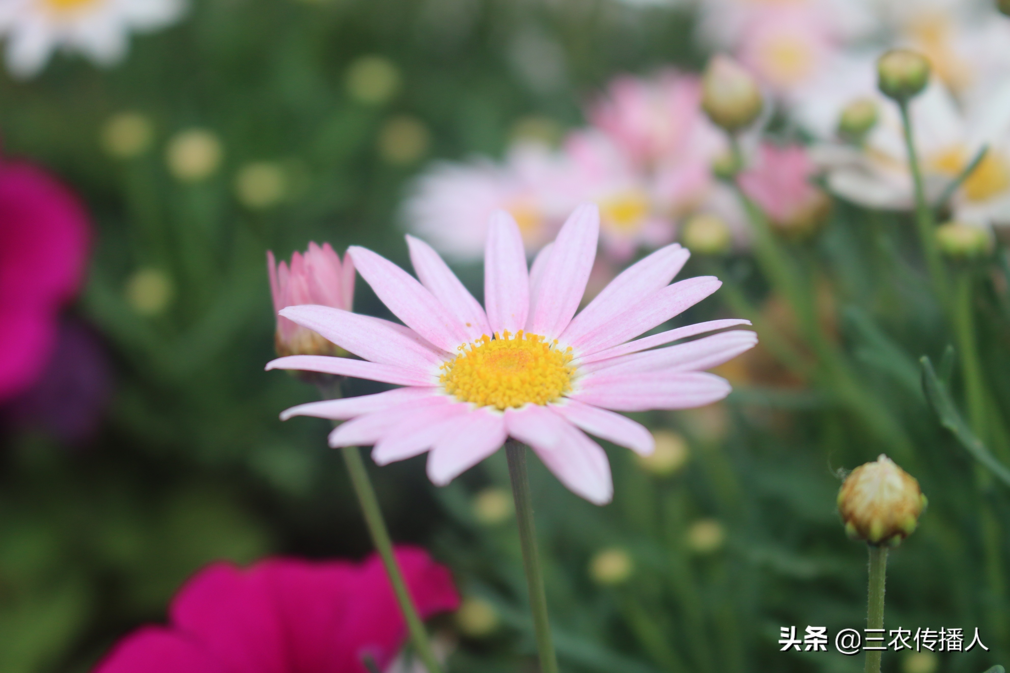 高考将至 | 用照片带你领略中国农业大学~ 是你向往的大学吗？