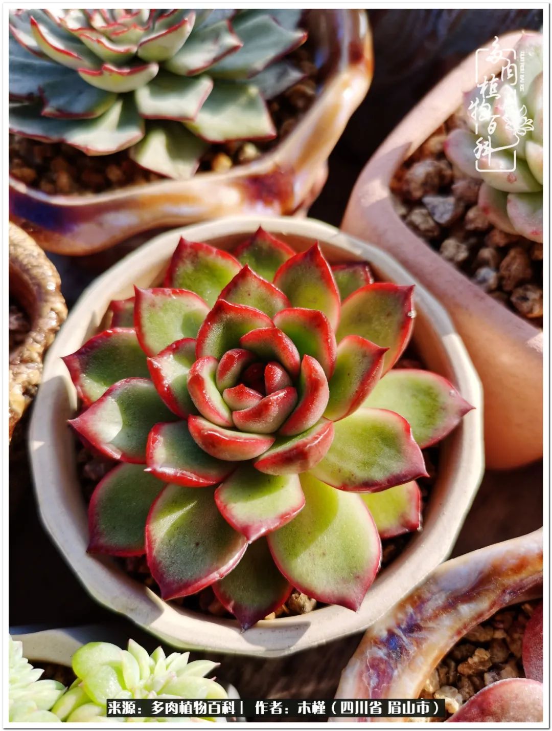 为什么肉肉叫多肉植物(多肉植物为什么叫法师_多肉diy_多肉植物网