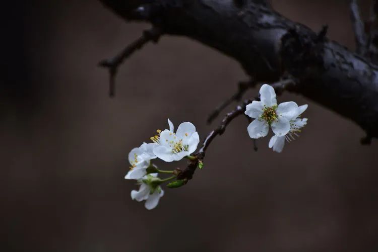 诗词鉴赏-李花浅白开自好，十首李花的诗词，如雪如诗，不可辜负