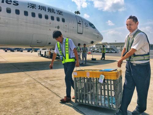 飞机空运狗狗多少钱一只（宠物狗空运流程和费用）