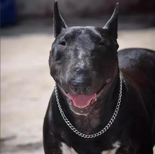 见到一定绕道走!地表战斗力爆表的12种猛犬,一獒战三狼战狮子?