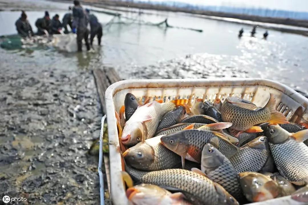 黄河鲤鱼价格堪比高档海鲜，它到底好在哪里，到底值不值钱？