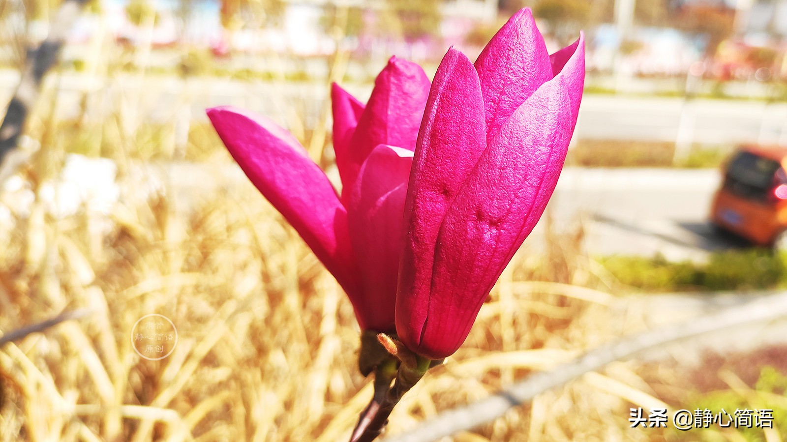 与世无争很难，木秀于林，风必摧之