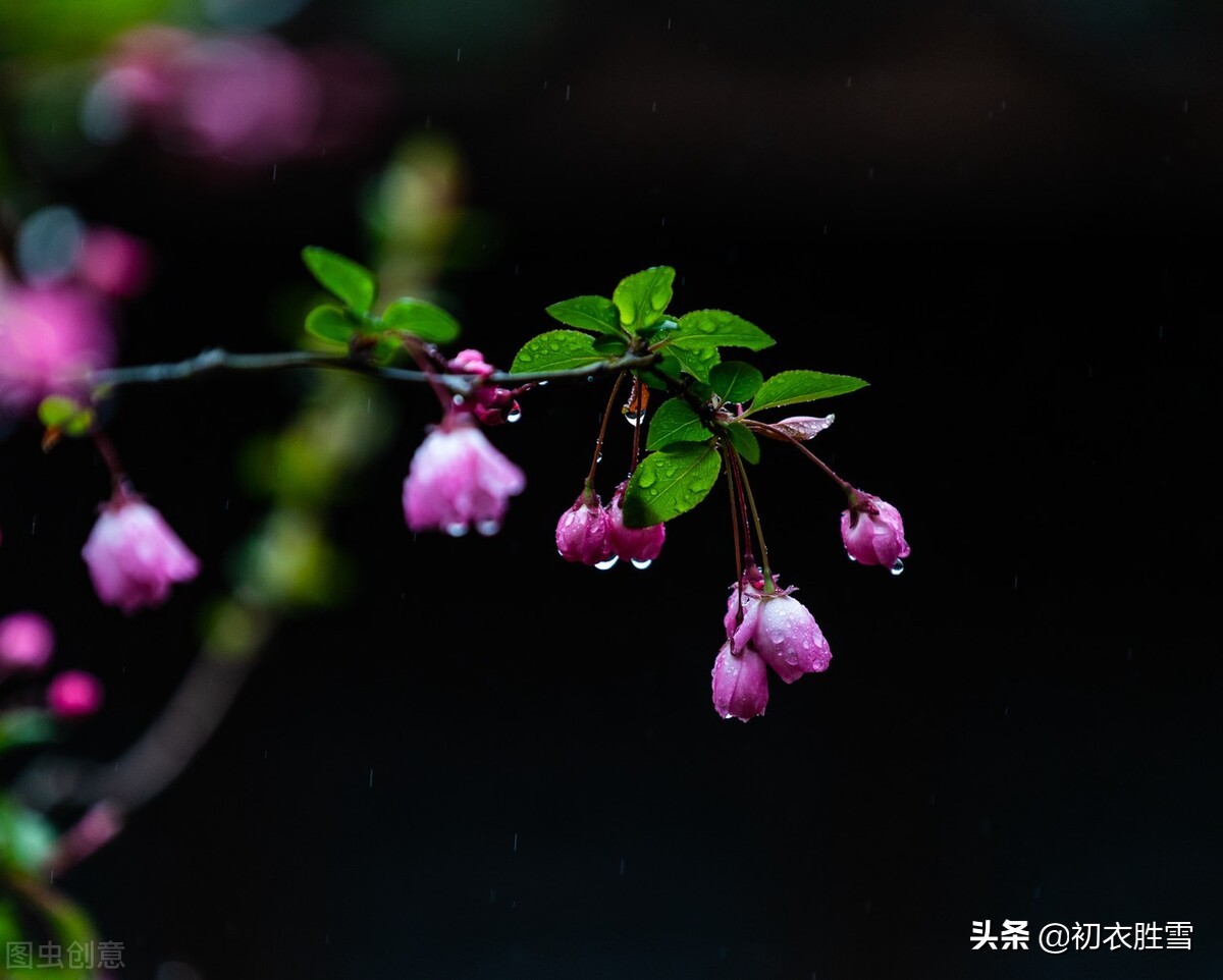 古诗词里的冬月花开五首：冬月梅花斗雪新，菜子花黄带雨新