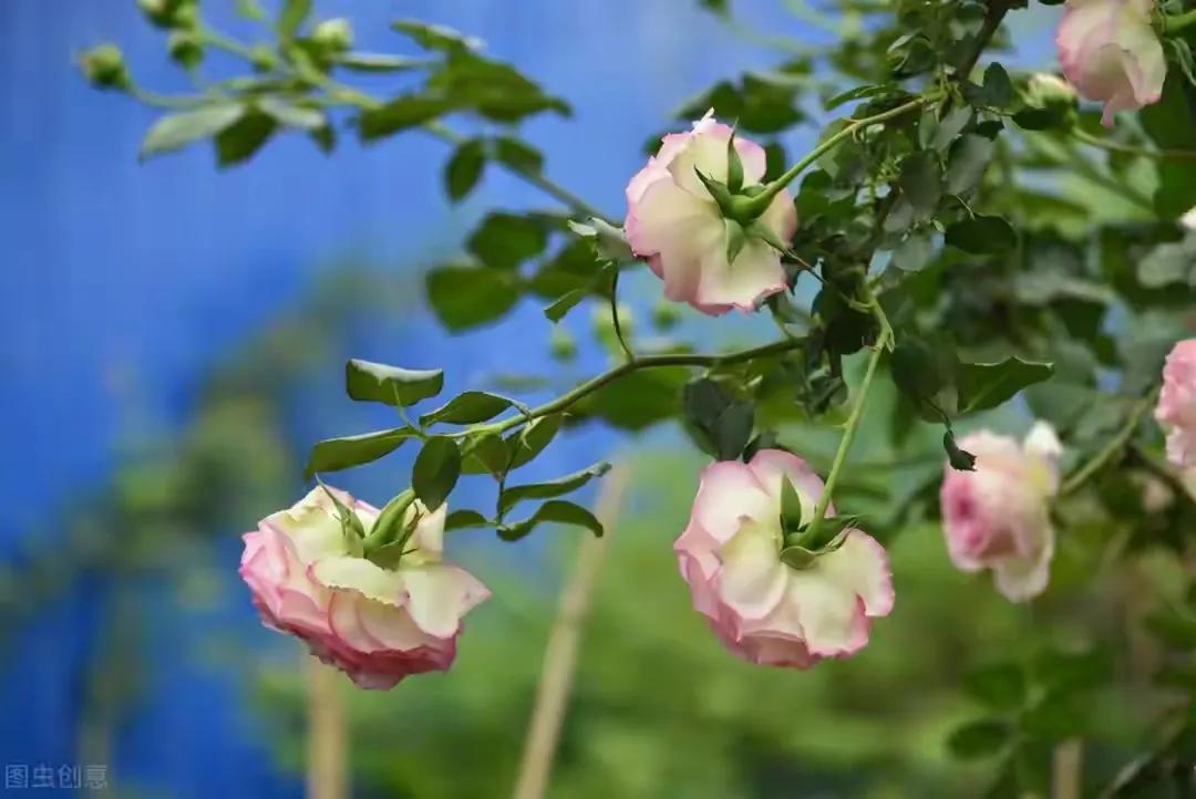 花间一抹香，人间一场春