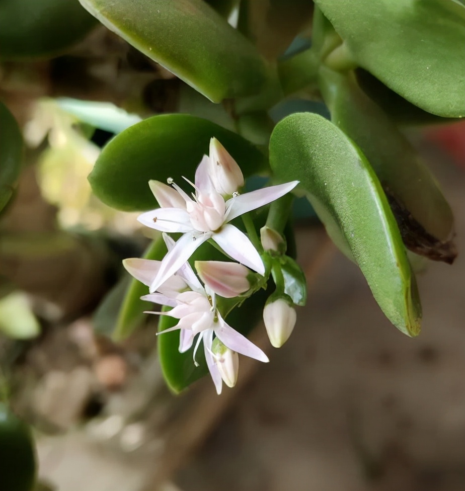玉树花图片是什么样(三个窍门让玉树花开花)