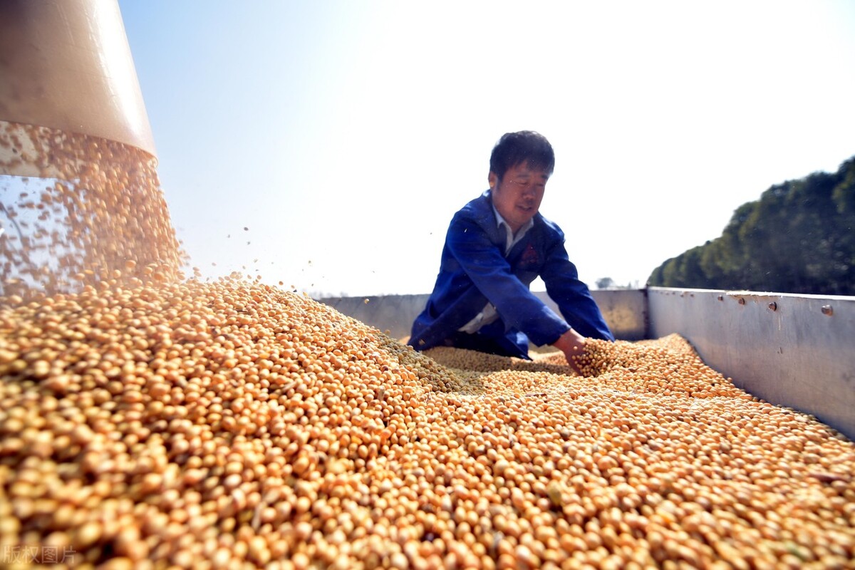 东北大豆价格“危险”？拍卖又来，该何去何从？12月14日大豆价格