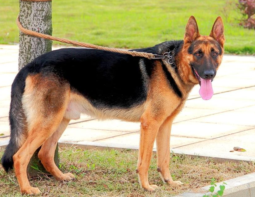 为什么德牧的寿命只有短短10年?是这些原因造成的