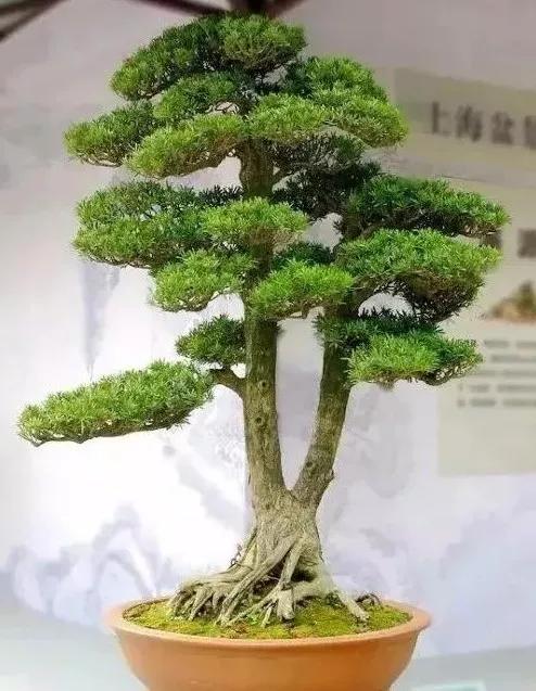 罗汉松名家盆景欣赏