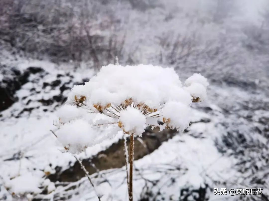 好大的雪旺苍今天的雪景刷爆了朋友圈快看看有没有你的图片