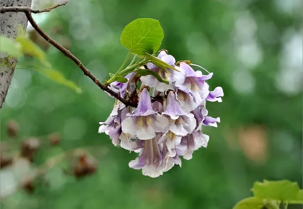 白花泡桐是什么（带你详细了解白花泡桐特点功效）