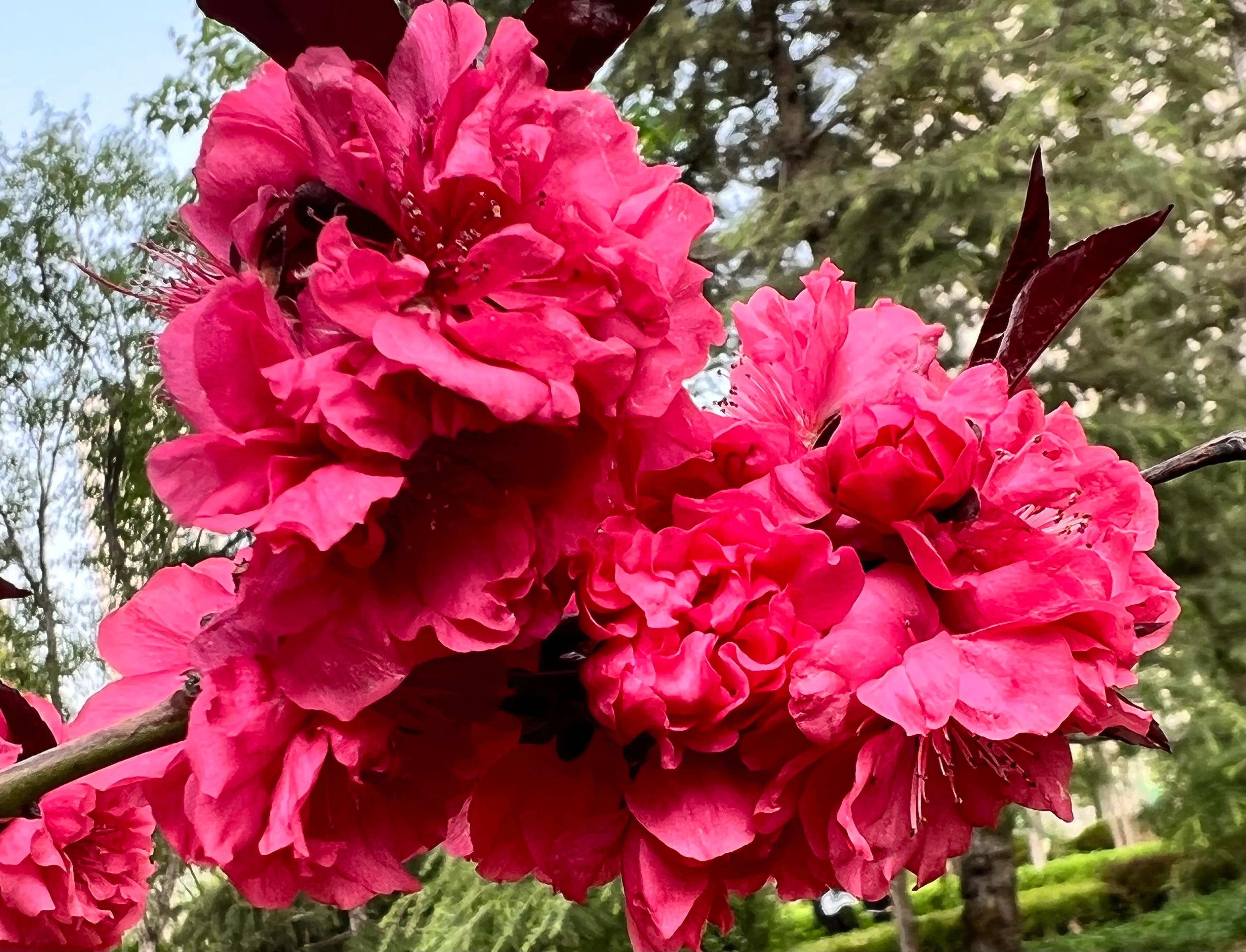 繁花似锦春常在，花红柳绿四月天，吹面不寒杨柳醉春风