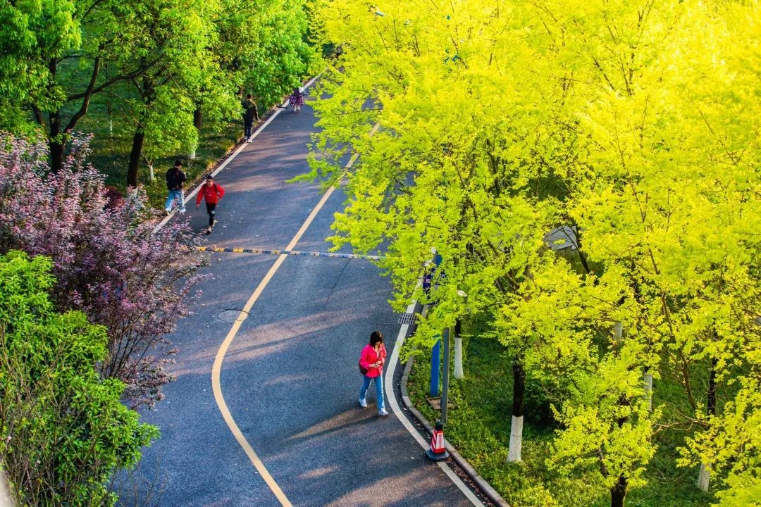 一次拿下“2个”学位！西南政法大学这8个项目今年招生，报考必看！