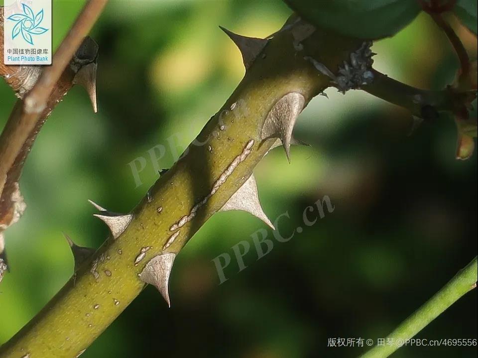 情人玫瑰花资料介绍（林草科普之玫瑰植物花语系列）