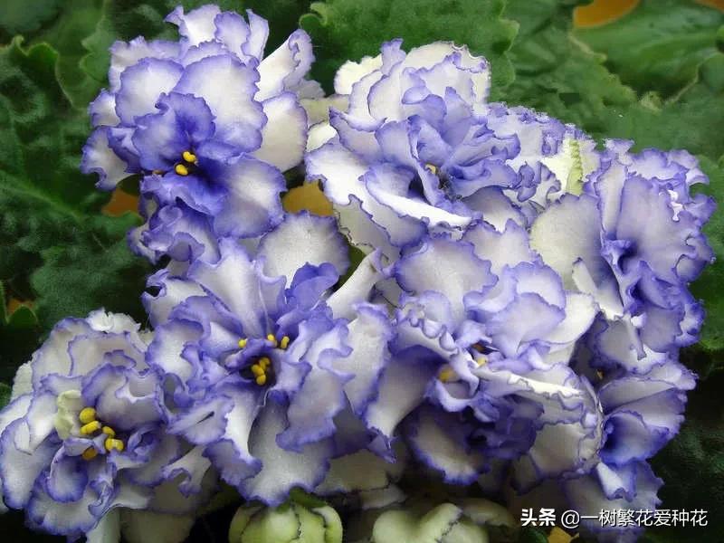 耐寒宿根花卉（两季都适合种的30种宿根花卉）