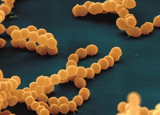 罗非鱼的真实情况养殖现状和食用安全分析