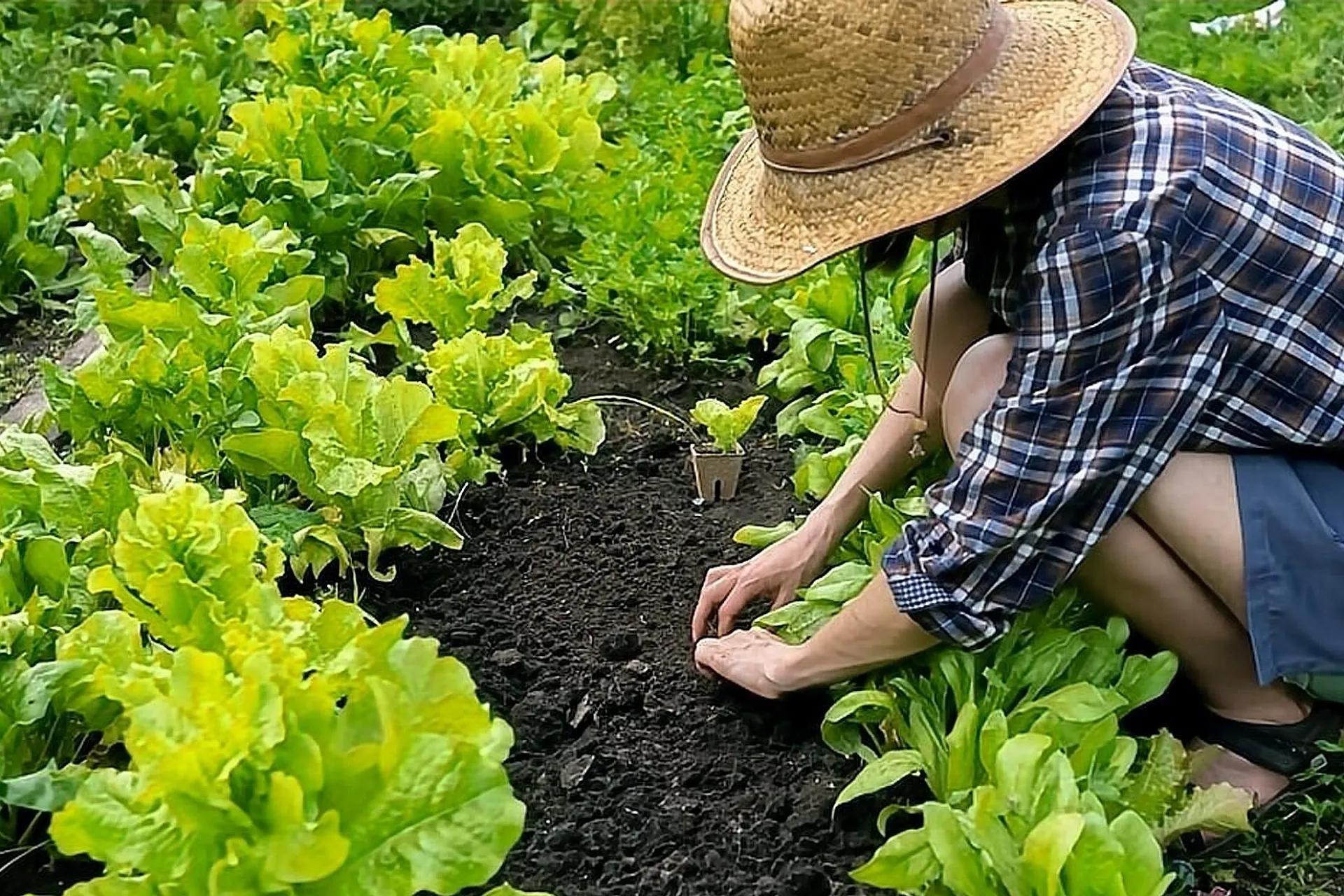 灭杀菜青虫只能靠农药？老农教你3个土办法，轻松搞定、效果明显