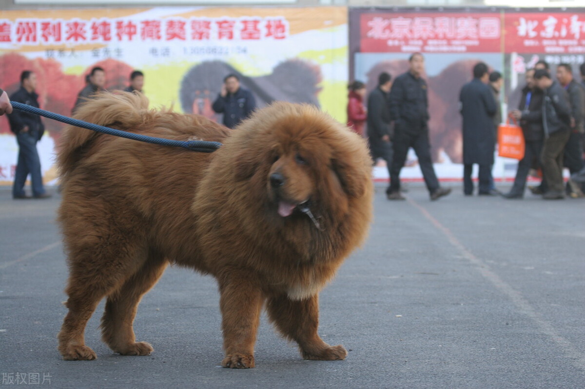 藏獒王(藏獒vs比特犬，谁才是真正的狗中之王？)