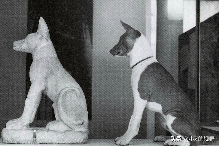 这7种猎犬，都来自非洲大陆，有你们认识的吗？