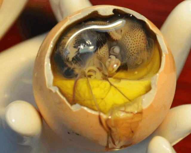 毛鸡蛋与活珠子有什么区别？比鸡蛋有营养？这么多年才发现吃错了