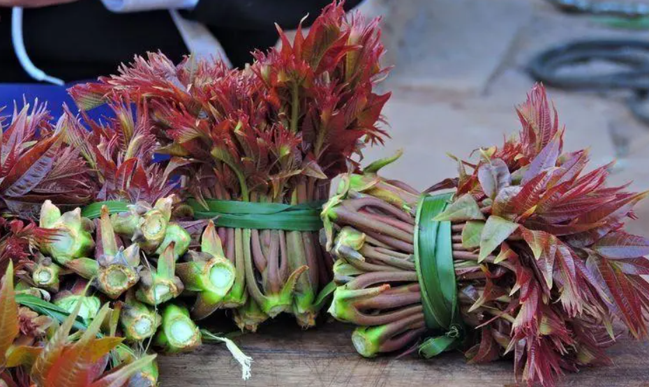 香椿130元一斤,三个月能赚18万,为何却很少有人大规模种植?