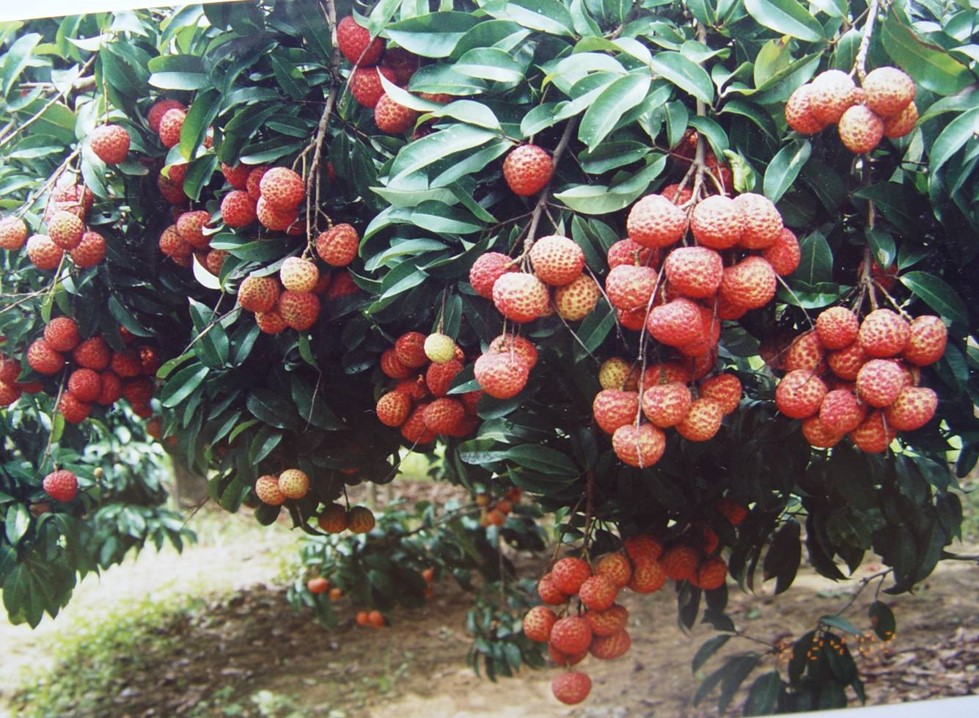 荔枝起源驯化的历史之谜被解开