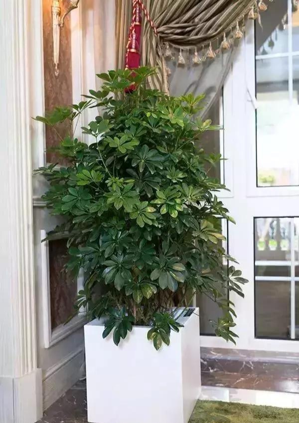 飞羽竹芋是（40款超治愈的家居绿植介绍）