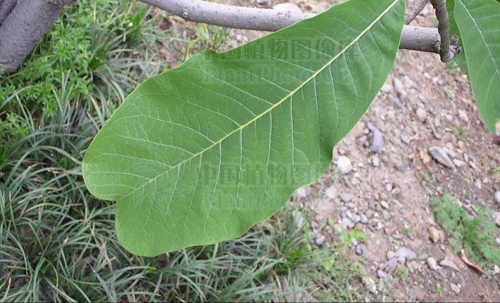 各种树叶的形状及名称 -生活知识库-动动脑