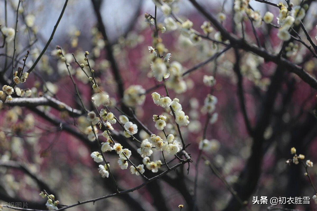 早春梅花美诗六首：开到梅花雪满轩，万花如玉月如银