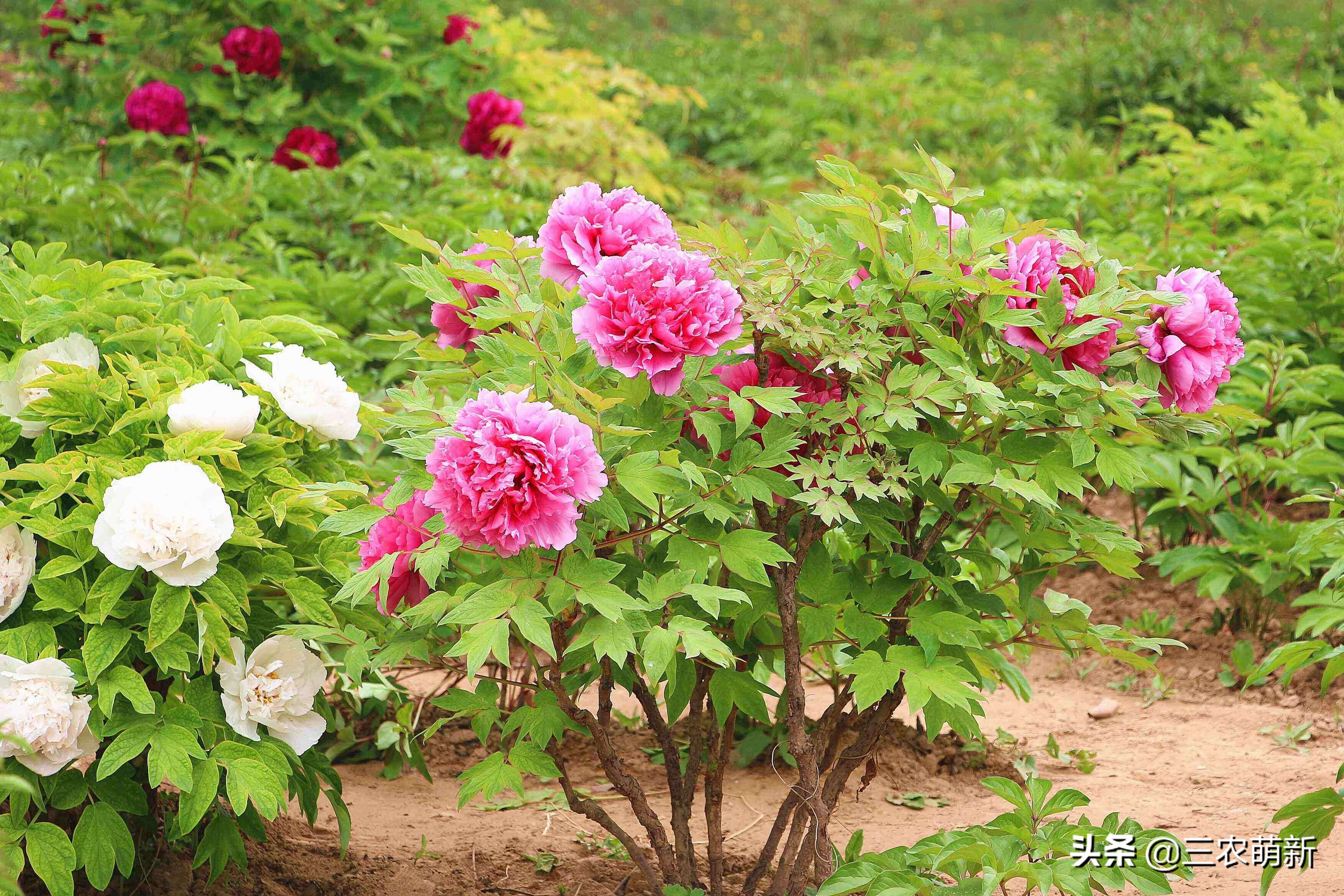 “家中有树，家家都富”，这10种植物寓意吉利，镇宅又旺家