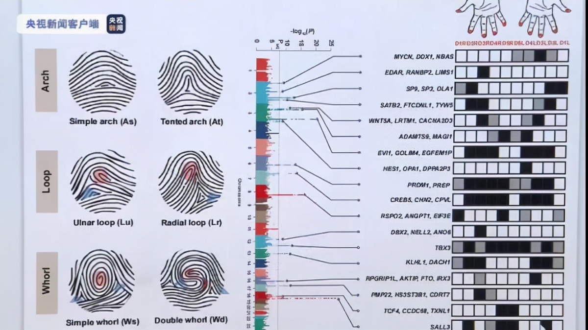 箕代贫、斗寓富、断掌的智慧高？中科院最新研究揭开指纹基因奥秘