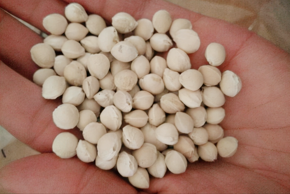 分解操作步骤,教你育苗成功