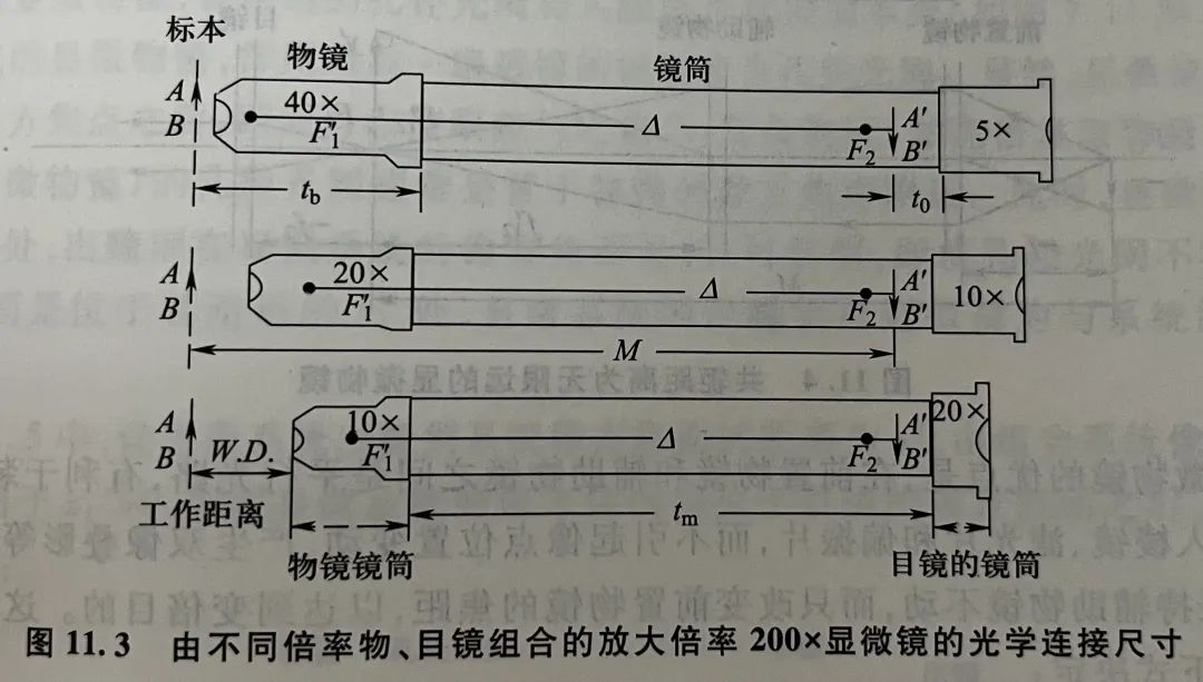 物镜目镜长短与放大倍数（显微镜的正确使用方法图解）