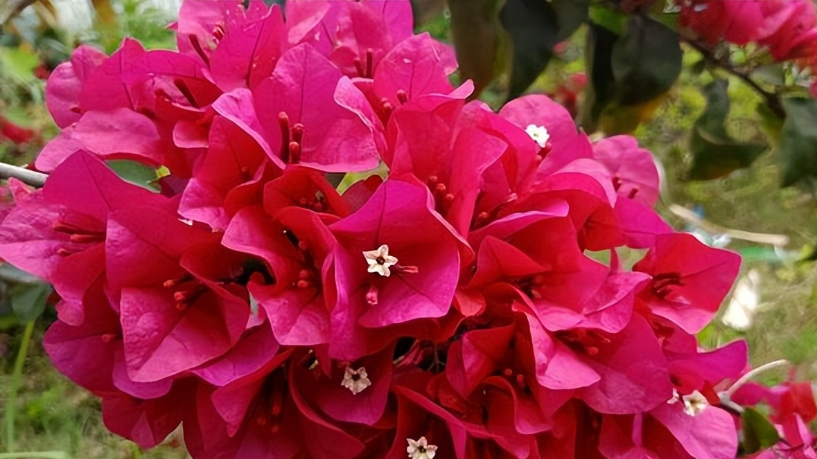 此花進口巴西 爬藤能力強 開花量大 花期長 養護簡單 天天看點