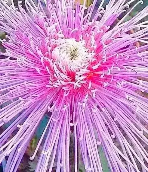 分享图片—漂亮的菊花
