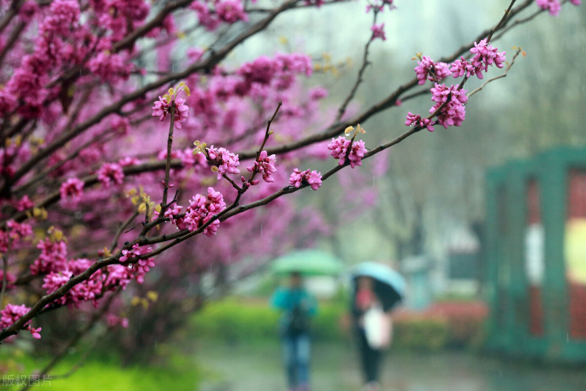 关于走雨停命的散文 