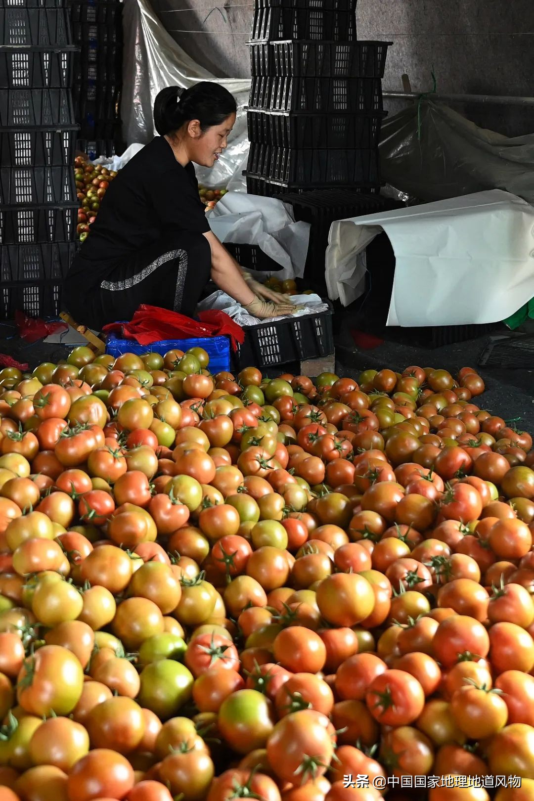 助力蔬菜自由，山东、河南、河北、江苏四省，种菜到底有多猛？