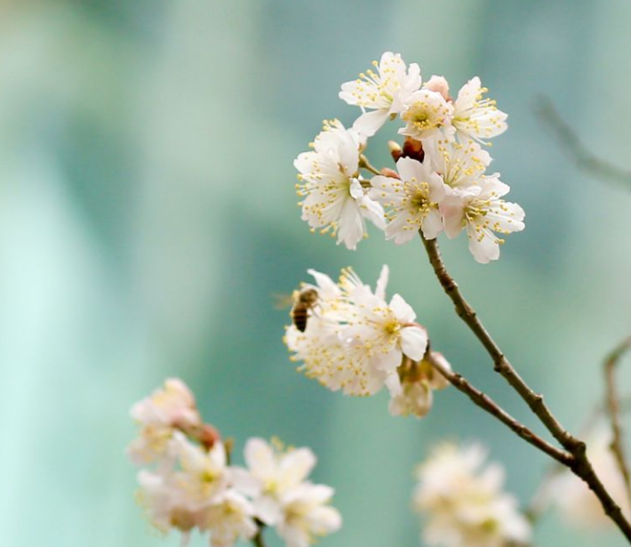 「诗词鉴赏」春有约 花不误，樱桃花竞相绽放，不负好春光