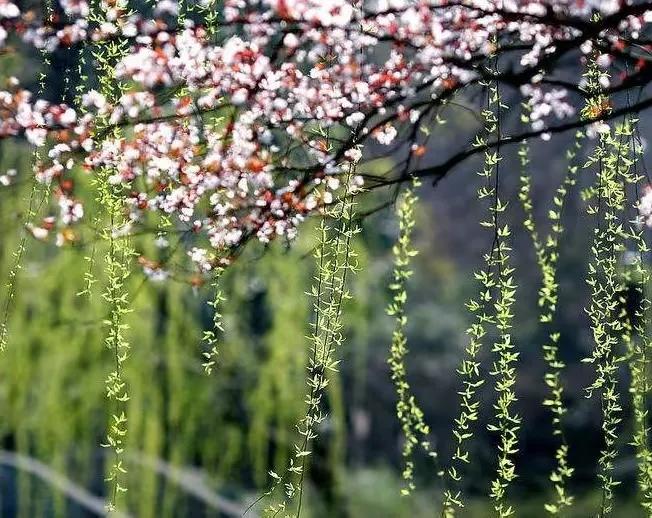 关于春天的优美诗意句子，描写春暖花开唯美文案配图精选素材