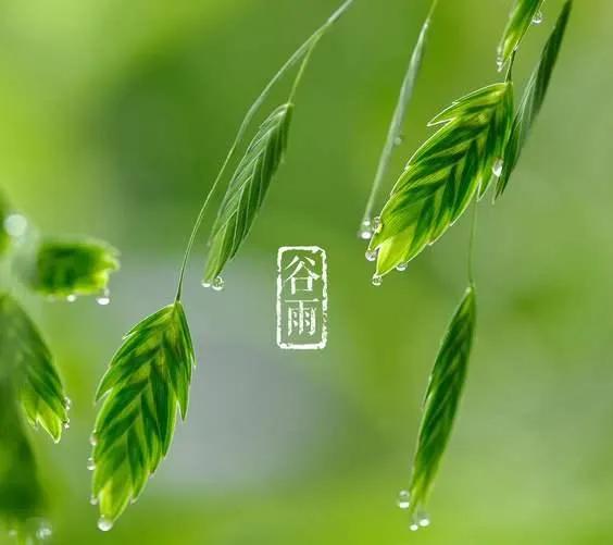 谷雨祝福语精选，唯美问候简短句子文案配图