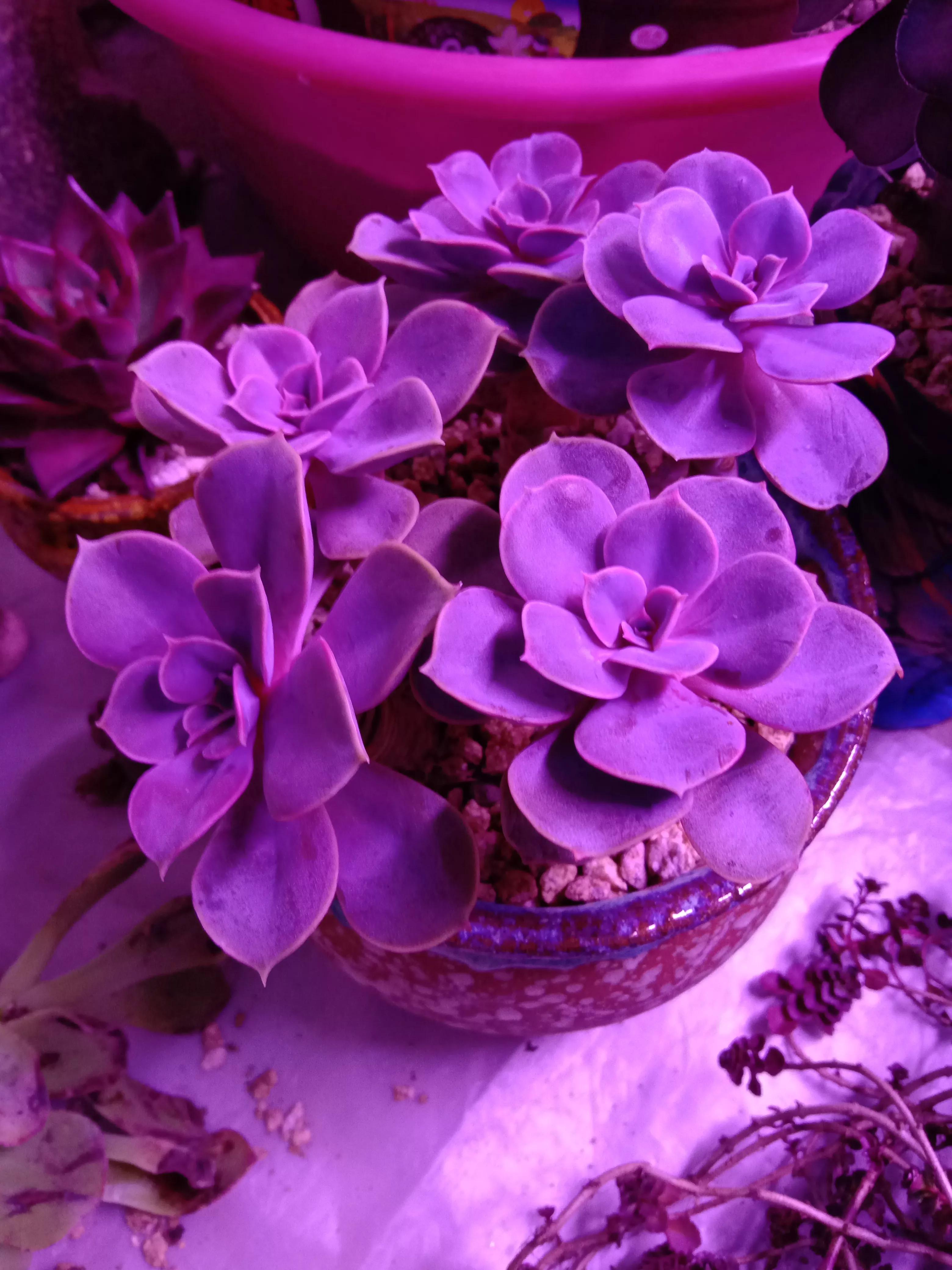 紫珍珠多肉开花图片