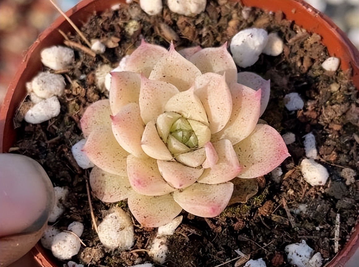 养多肉 面对黑腐 虫害 怎么解决 浇水时加入蚍虫啉 天天看点