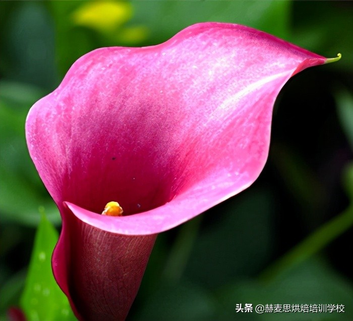 赫麦思烘焙培训班 翻糖蛋糕入门课程