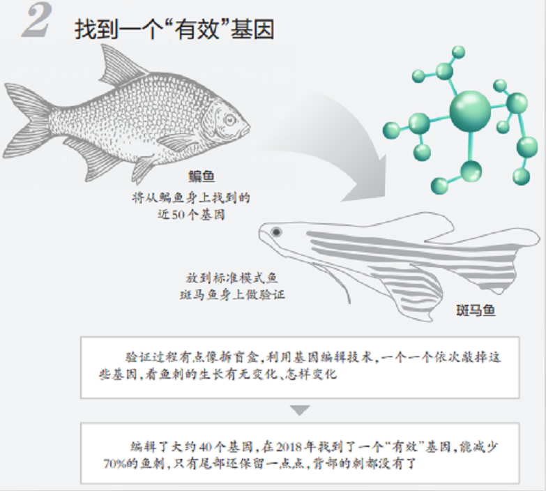 重大突破！科学家培育出无刺武昌鱼，或将改变淡水鱼养殖产业？