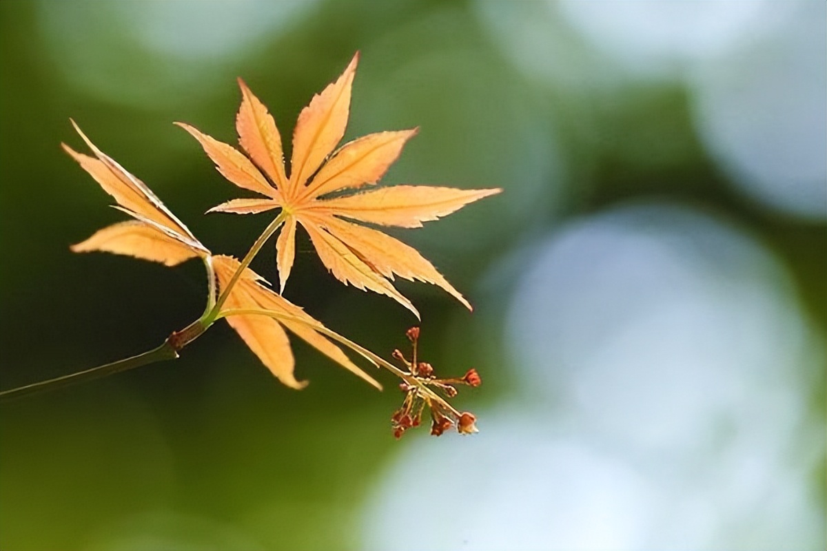 福气脸的四个特征，中一个就很了不起，你占了几个？