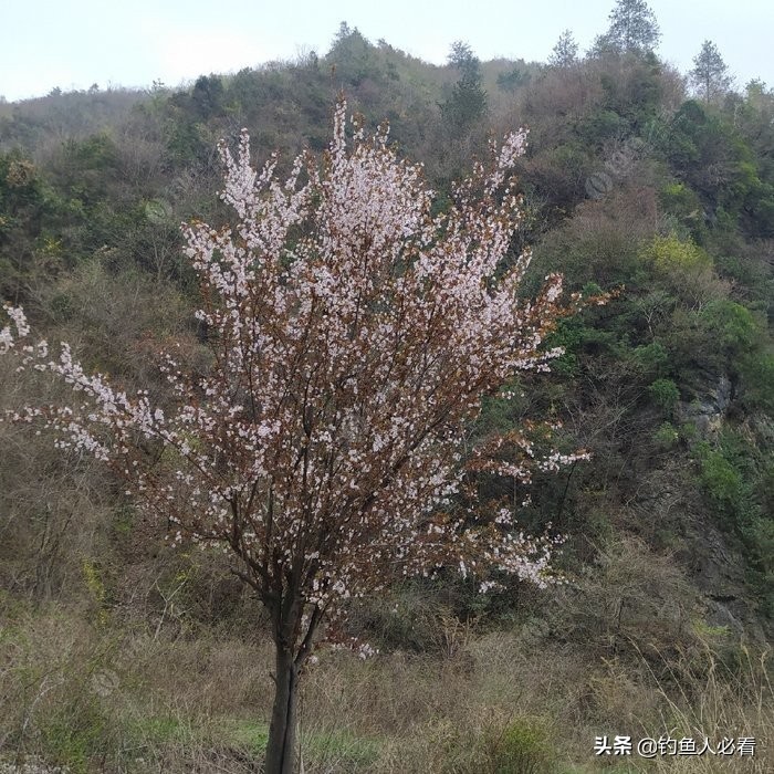 春风十里，不如鱼你在一起