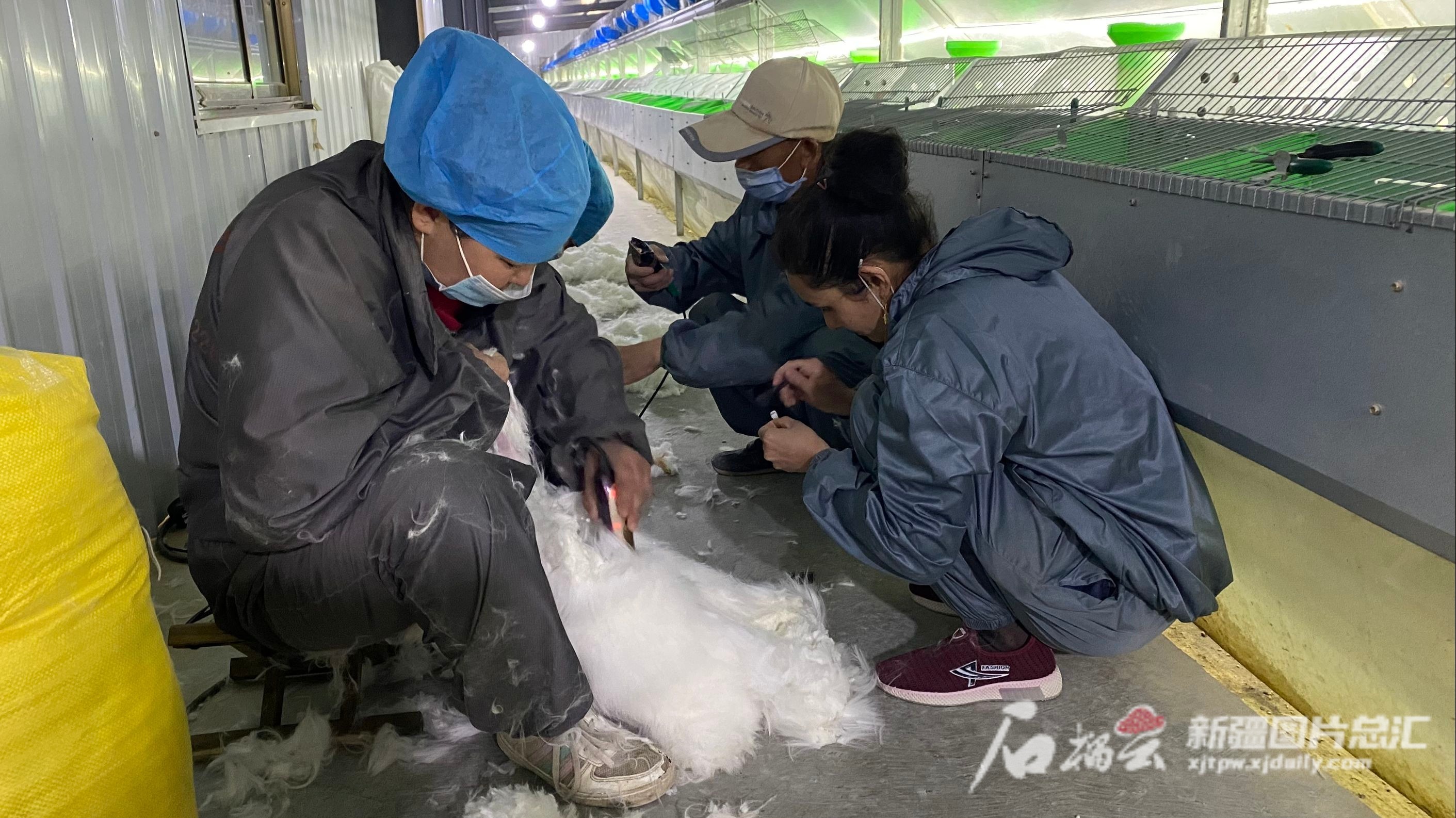 長毛兔兔毛,長毛兔兔毛最新價格