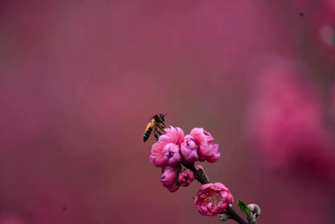 徐霞客在此住了54天，这里是四季花期永不过时的南宁“后花园”……