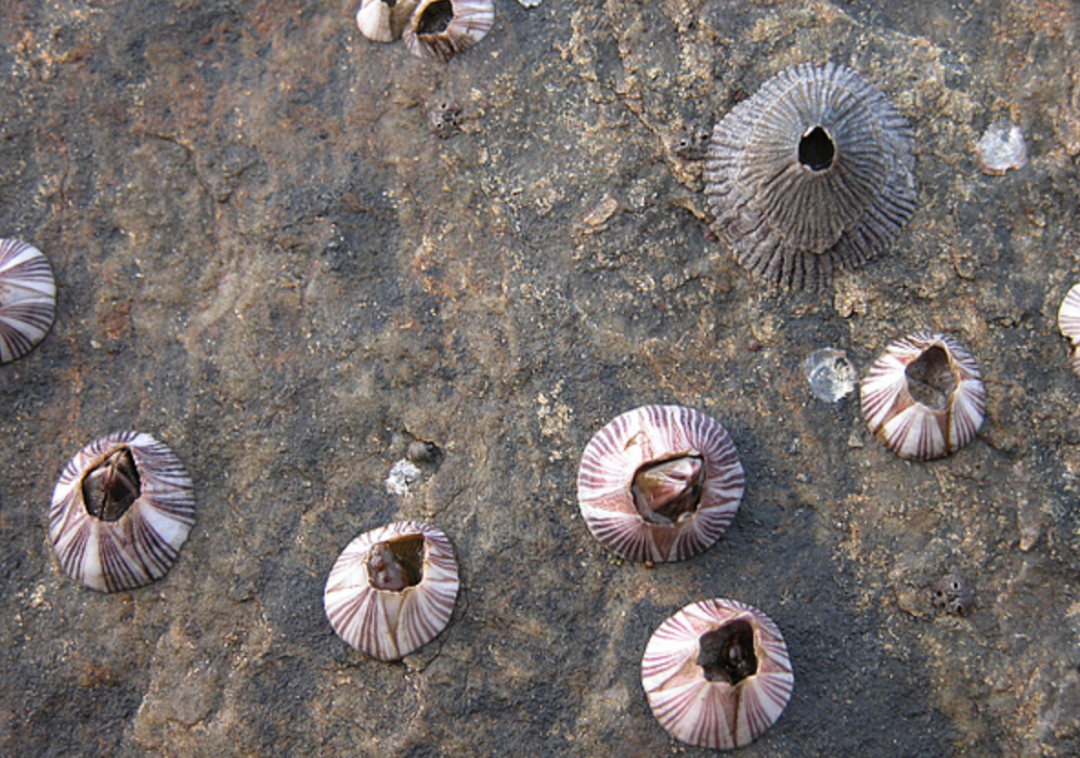 海洋害虫藤壶到底有何特别之处鲸鱼海龟都深受其害