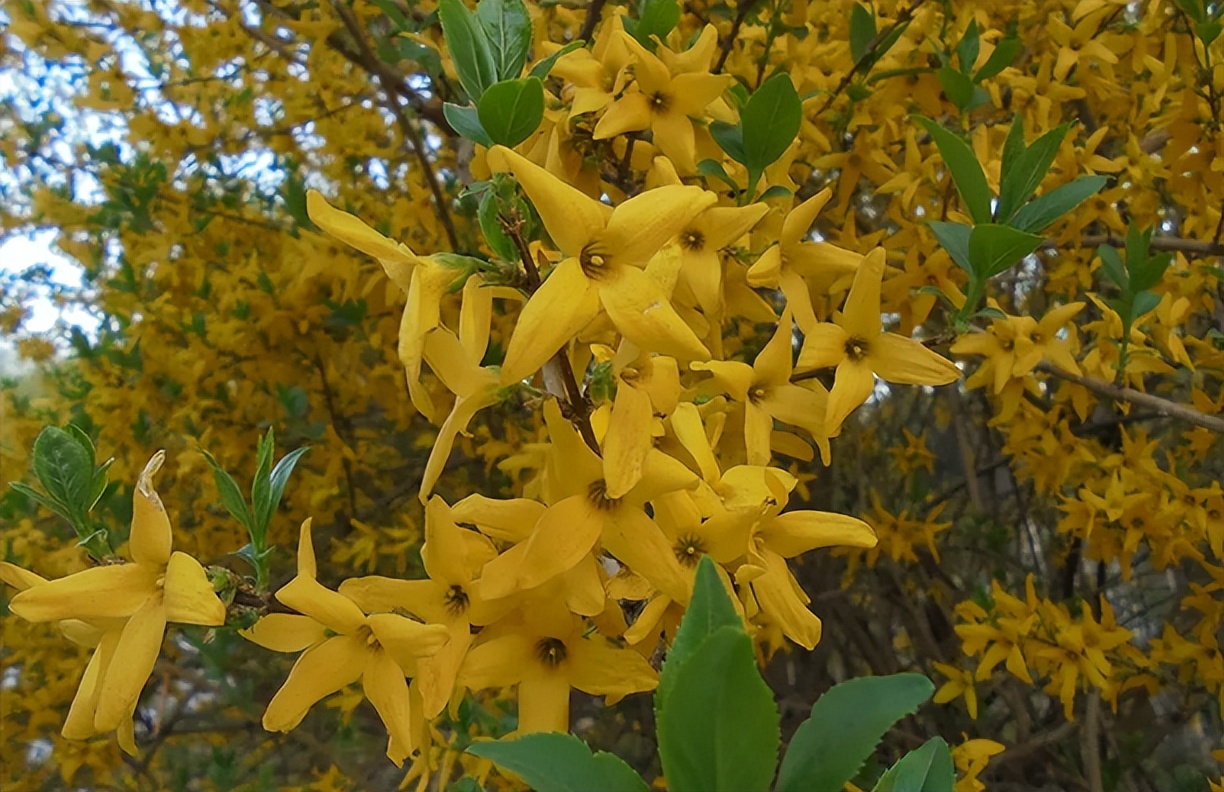 它叫"连翘",常被误认成迎春花,若遇到别不识货,价值高请重视